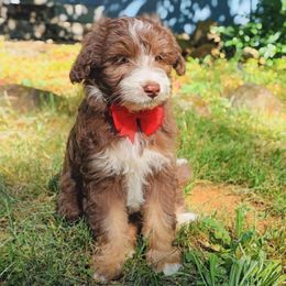 Aussiedoodle and Bernedoodle Puppies from Silverton Doodles