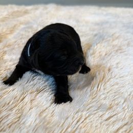 Caroline - Black female Havapoo puppy in Olympia, Washington from Che Bella Amore Lagotti