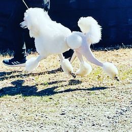 Adair - Poodle