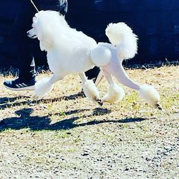 Adair - Poodle