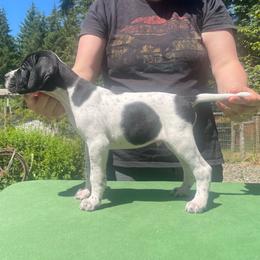 Blue - Black and white male Pointer puppy in Olympia, Washington from Birdsboro Pointers