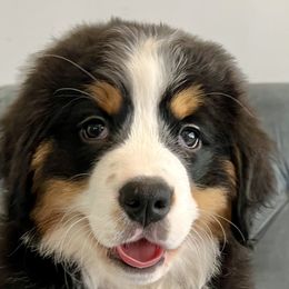 Purple Girl - Black rust and white Bernese Mountain Dog puppy in Fitzgerald, Georgia from Southern Charm Bernese