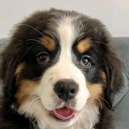 Purple Girl - Black rust and white Bernese Mountain Dog puppy in Fitzgerald, Georgia from Southern Charm Bernese