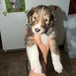 Tank - Sable and white male Collie puppy in Roanoke, West Virginia from Rustic ridge collies