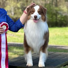 Action - Red tri-color male Australian Shepherd puppy in Castle Rock, Washington from Zoolo Kennels