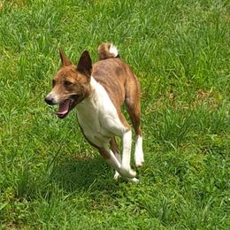 Savannah (Savy) - Basenji