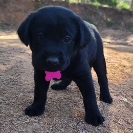 Labrador Retriever Puppies from Labrador Trails