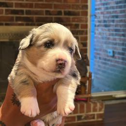 Rome (Turquoise Collar) - Blue merle and white male Cardigan Welsh Corgi puppy in Greensboro, North Carolina from Wynnewood Kennels