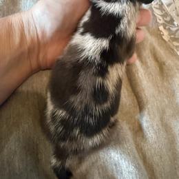 Chip - Dapple female Dachshund puppy in Mountain Home, Arkansas from Furry Friends Kennel