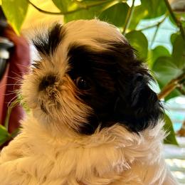 Bentley - Black and white male Shih Tzu puppy in Victorville, California from Precioustzus