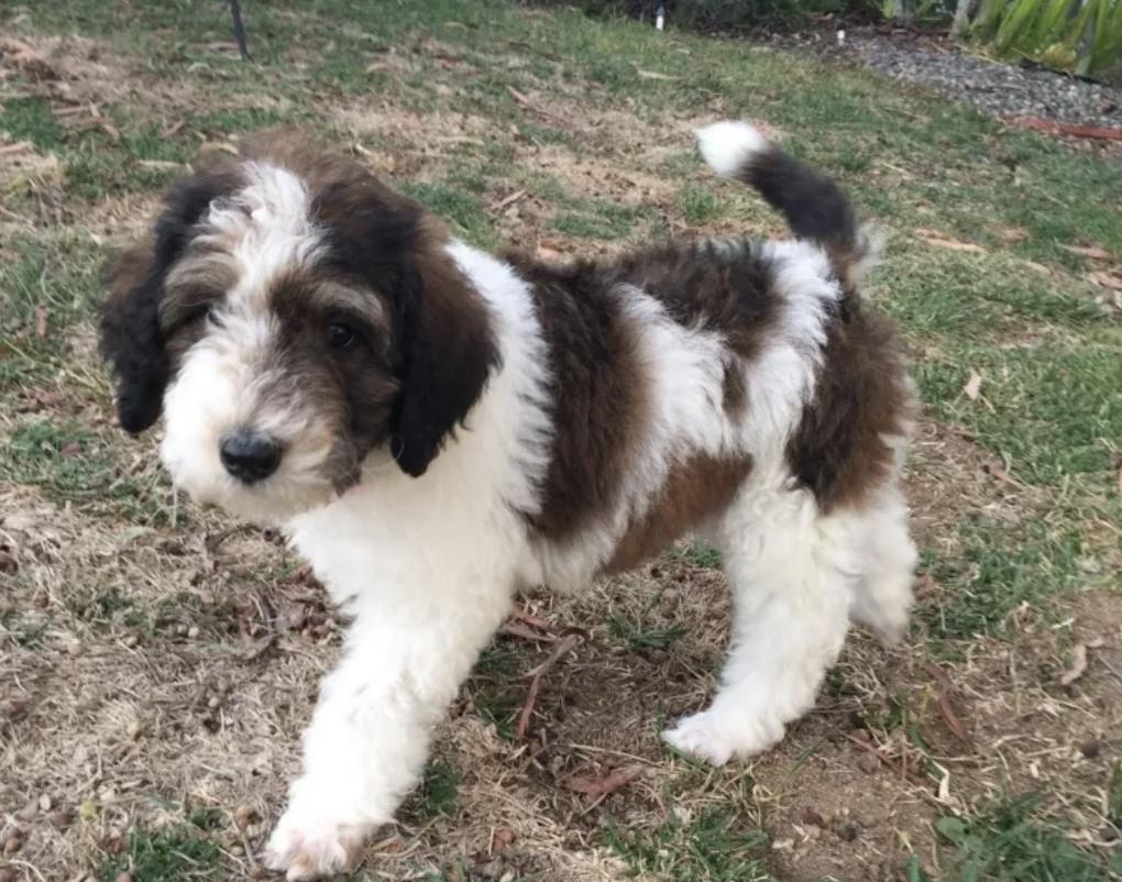 Country Poodle in California | Poodle puppies | Good Dog