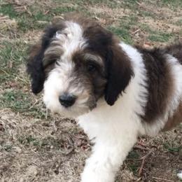 Poodles from Country Poodle