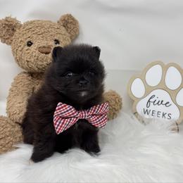 Jelly Bean - Black parti male Pomeranian puppy in Concord, California from Eelan’s Poms