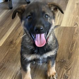 Paisley - Sable female German Shepherd puppy in Sierra Vista, Arizona from KnightWatch K-9