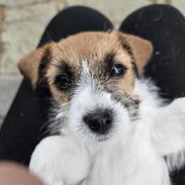 Glory - White and tan female Russell Terrier puppy in Royal Oaks, California from Rose In Vale Russell Terriers