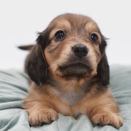 VERSACE - AKC Import Lines - Cream female Dachshund puppy in Coweta, Oklahoma from Sunnyside Dachshunds