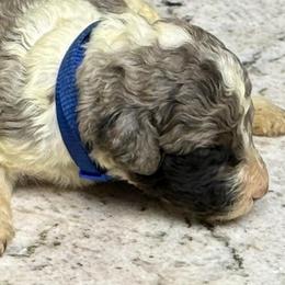 Kell - Parti male Poodle puppy in Chesapeake, Virginia from Doodle-Cove