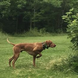 Vizslas from Skypoint Kennel