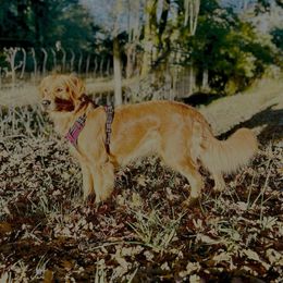 Mollie - Golden Retriever