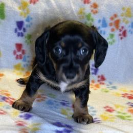Cookie - Black and tan female Dachshund puppy in Henrico, Virginia from All About Pets
