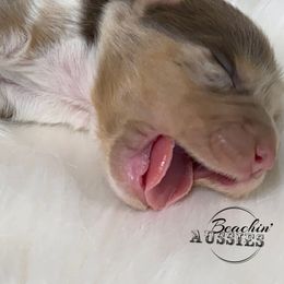 Australian Shepherd Puppies from Beachin' Aussies