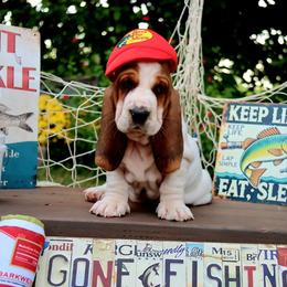 Ramoura - Black white and brown female Basset Hound puppy in Pollock, Missouri from Northstar