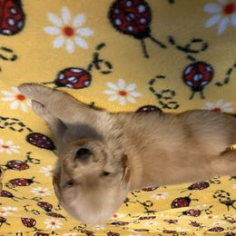 Golden Retriever and Siberian Husky Puppies from Nevani Goldens & Siberians