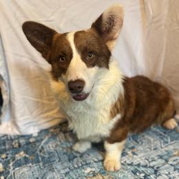 Tank - Liver and white male American Corgi puppy in Westminster, Maryland from Serendipity Corgi's