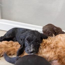 Lucy - Black female Bernedoodle puppy in Wamego, Kansas from Doodles of Oz