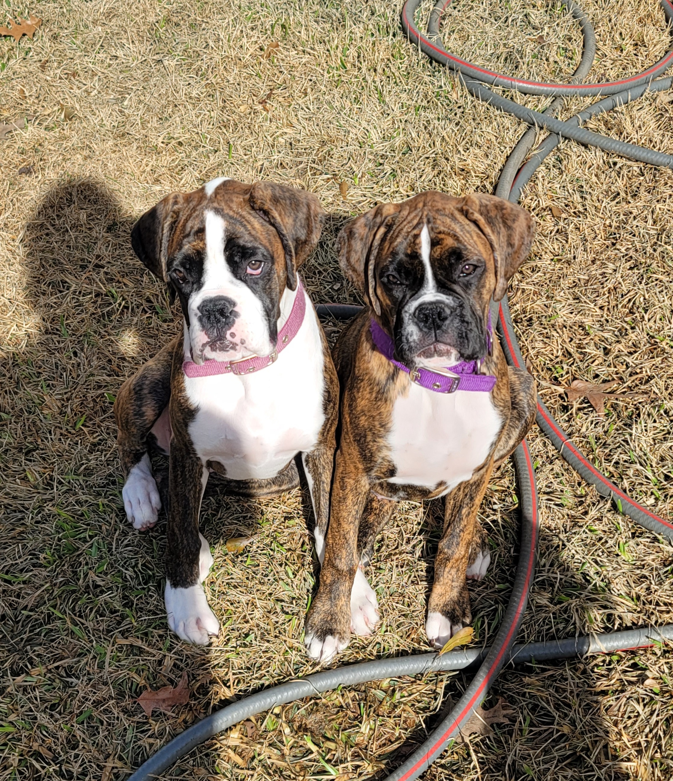 Boxer Puppies from BUTTERFLYS BOXERS