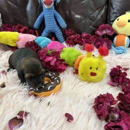 Dachshund Puppies from Gulfishan Kennels