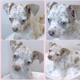 Chihuahua Puppies from Petite Pups LLC