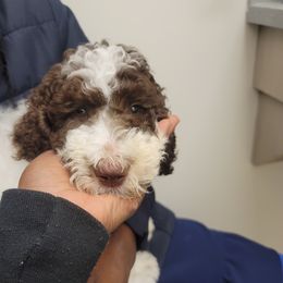 Poodle Puppies from Dogtastic Kennels