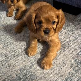 Fred - Ruby male Cavalier King Charles Spaniel puppy in Destin, Florida from Ruby’s Coastal Cavaliers