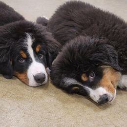 Bernese Mountain Dog Puppies from Pasch’s Beautiful Bernese