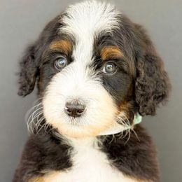 Tiger - Boy 3 - Tri-color male Bernedoodle puppy in Bellville, Ohio from Bernedoodle Buddies