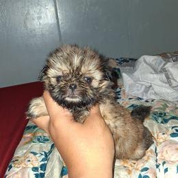 Girl 2 - Black gold and white female Shih Tzu puppy in Birmingham, Alabama from K&D kennels