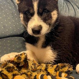 Siberian Husky Puppies from Siberian Huskies-Beckham the Great