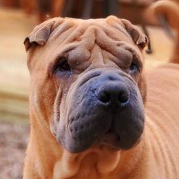 Cash - Chinese Shar-Pei