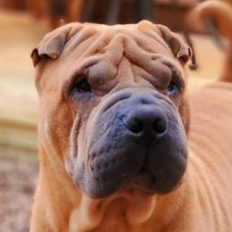 Cash - Chinese Shar-Pei