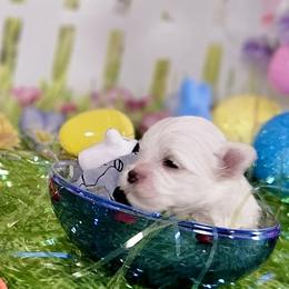 Ink Heart (black) - White male Bichon Frise puppy in Lavon, Texas from Sissy’s Heavenly Paws