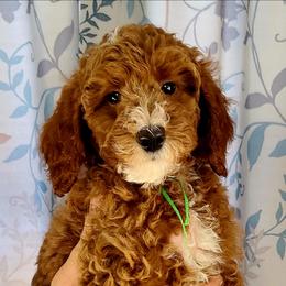Pugsley - Red  male Poodle puppy in Mansfield Center, Connecticut from Arrfs Poodles