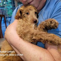 Poodle Puppies from Furball Forest Poodles