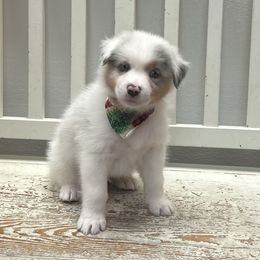 Daniel - Blue merle male Australian Shepherd puppy in Arcanum, Ohio from Krafthaus Rottweilers & Australian Shepherds