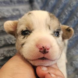 AKC Cardigan Boy 'Maverick - Blue merle and white male Cardigan Welsh Corgi puppy in Tombstone, Arizona from WeVolution Off-Grid