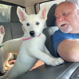 German Shepherd Puppies from Bartons Beauties