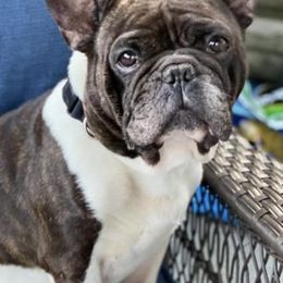 Boxers, Bulldogs, and French Bulldogs from Springwood Farm