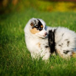 Australian Shepherd Puppies from Silverchip Aussies