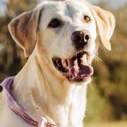 Labrador Retrievers and Poodles from Kounty Line Kennel LLC