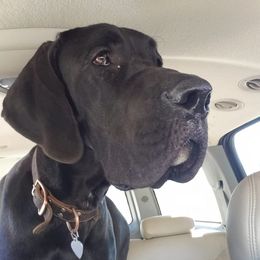 Great Danes from Great Dane Ridge